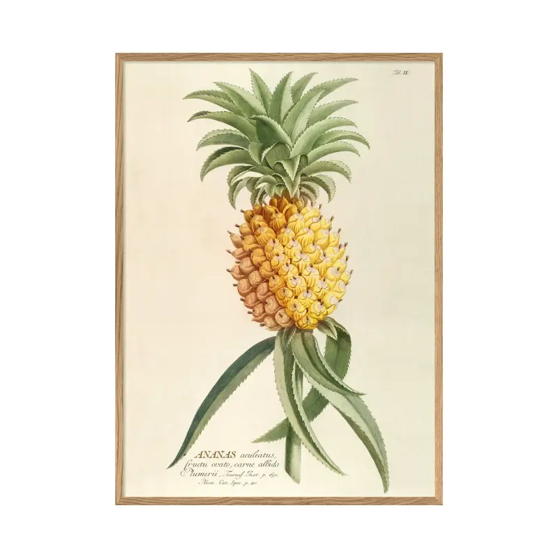 ANANAS ACULEATUS 50 x 70 cm M. ramme (Kun afhentning)