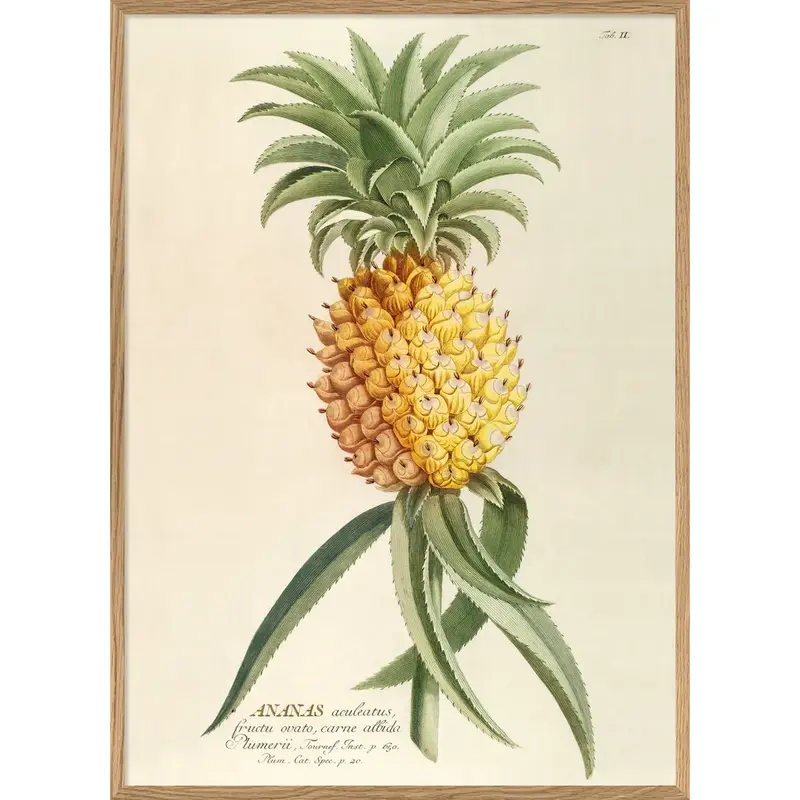 ANANAS ACULEATUS 70 x 100 cm M. ramme (Kun afhentning)