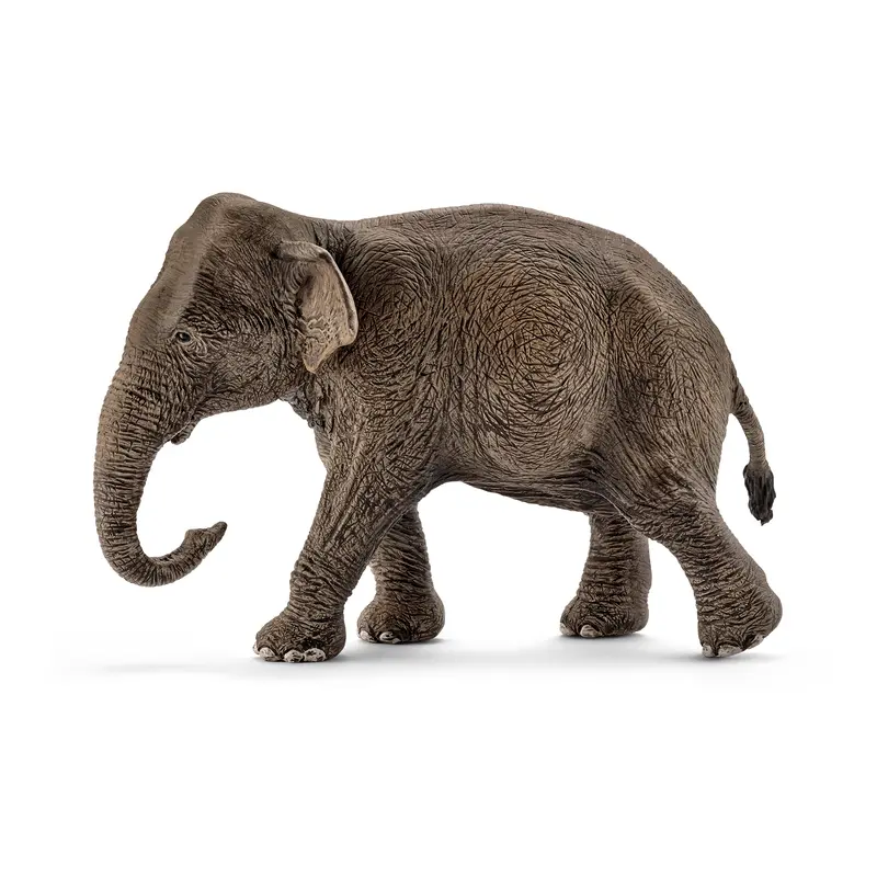 Asiatisk elefant hun