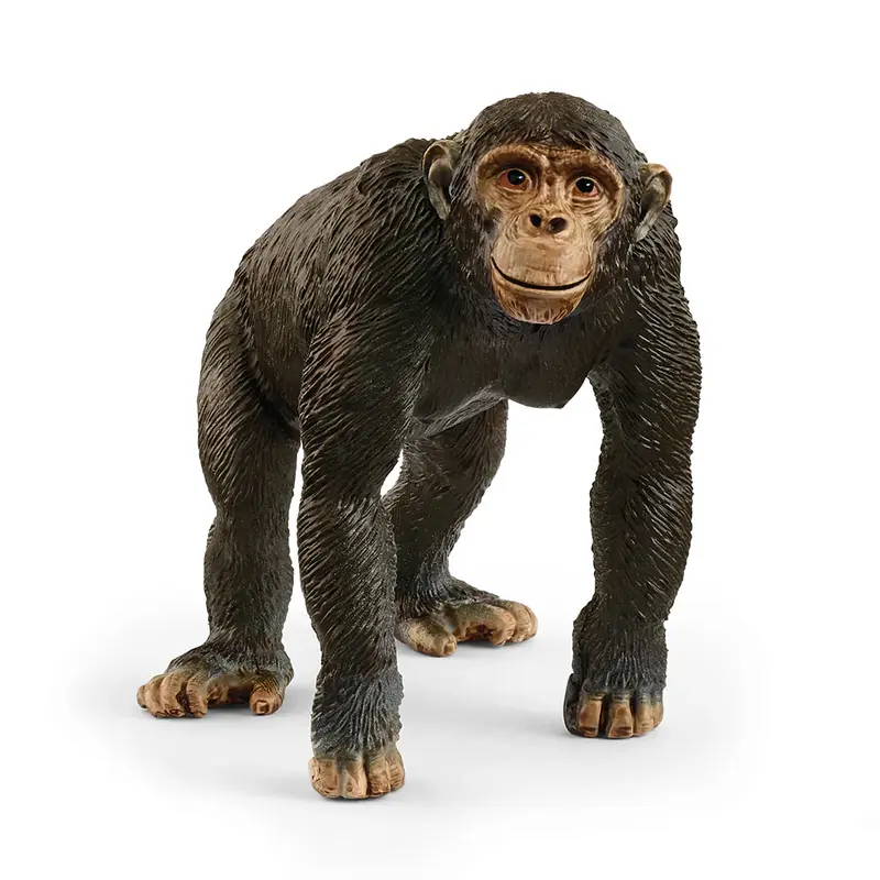 Chimpanse