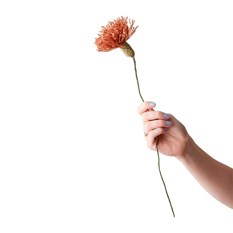Chrysanthemum | Papirblomst