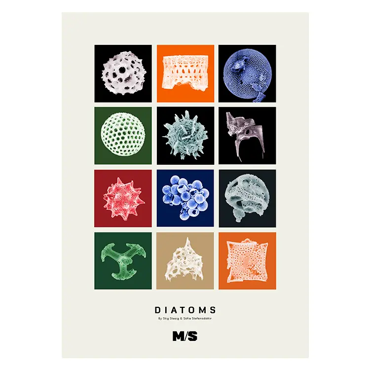 Diatoms | Plakat | 50 x 70 cm