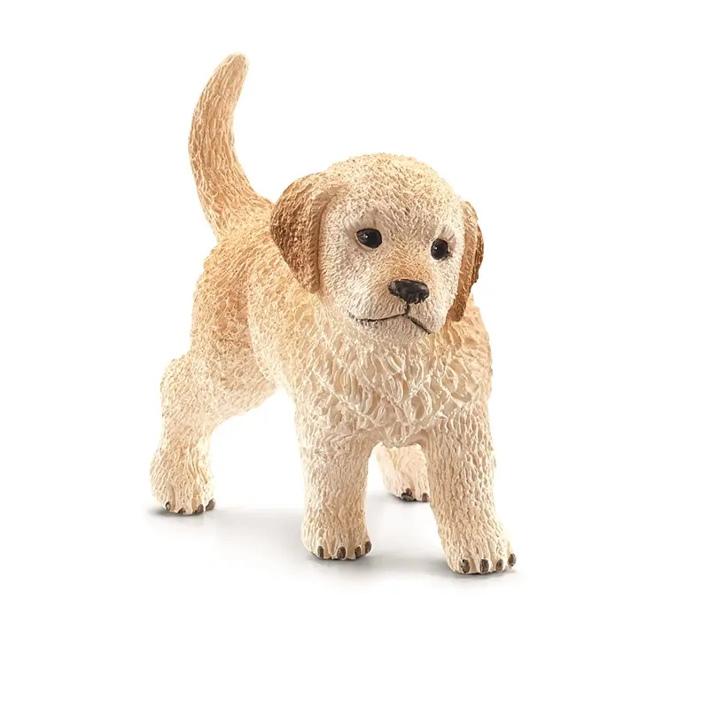 Golden retriever hvalp