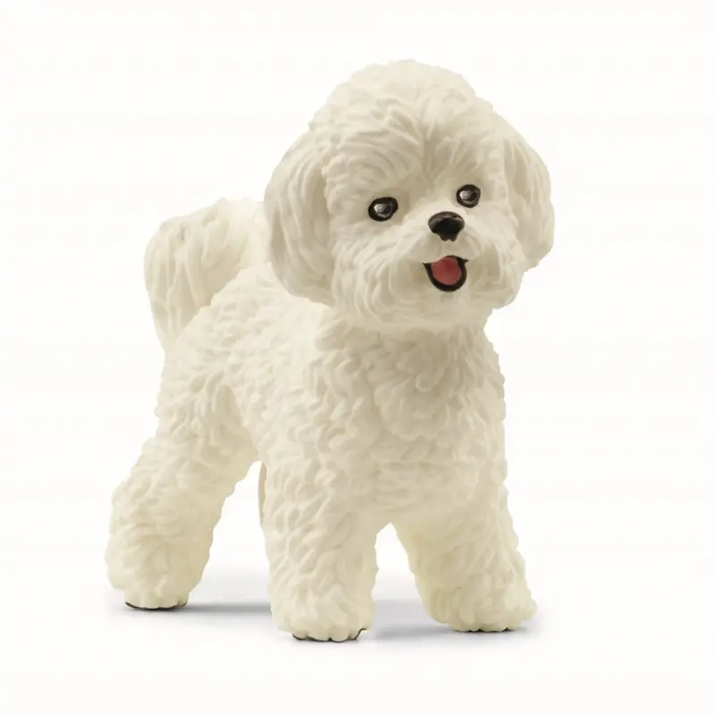 Hund, bichon frisé