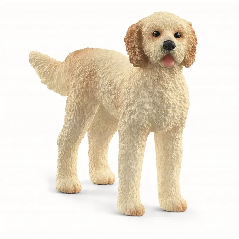Hund, Goldendoodle