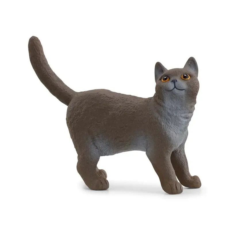 Kat, British shorthair