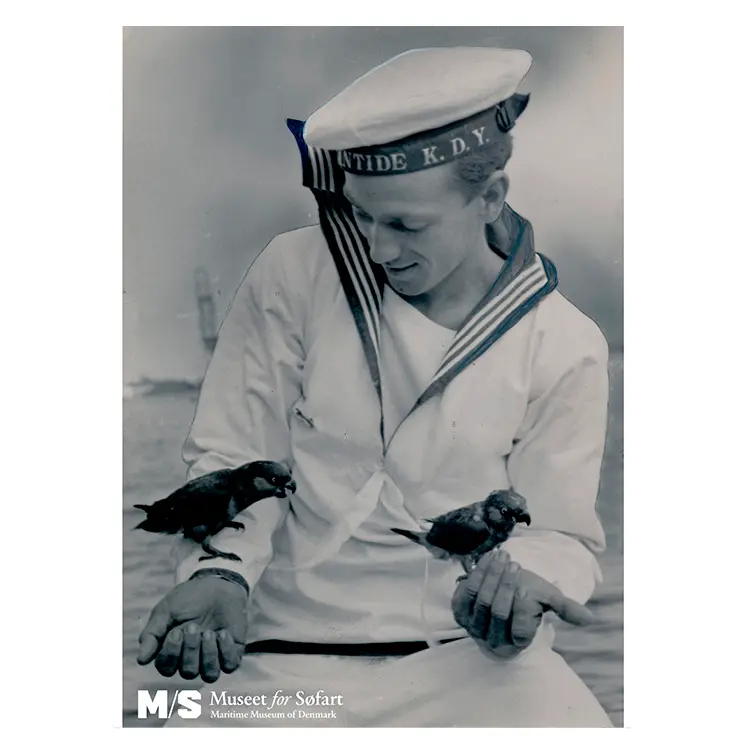 Matros m. fugle | Plakat | 50 x 70 cm