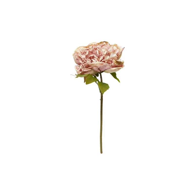 Pæon / Rose / stilk 30 cm