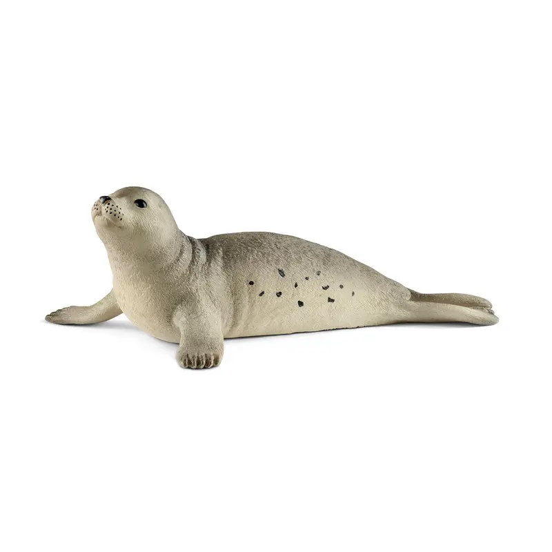 Sæl