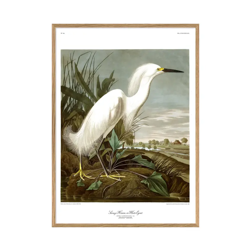 Snowy Heron 50 x 70 cm M. ramme (Kun afhentning)