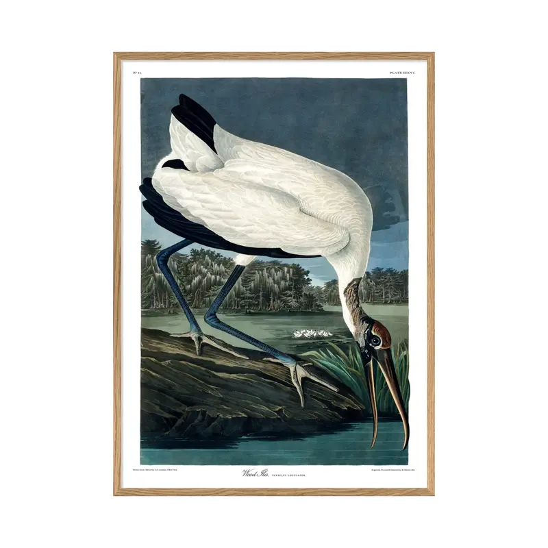 Wood Ibis 30 x 40 cm M. ramme